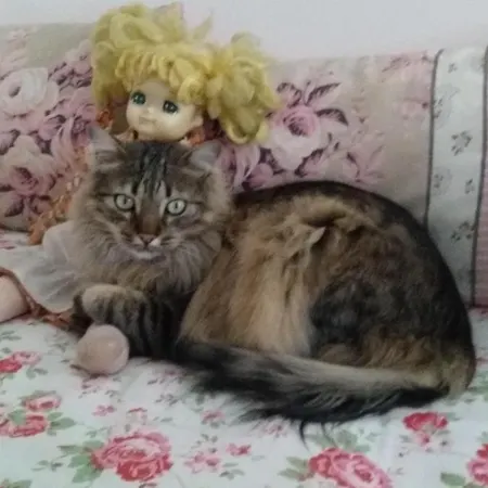 בית אירוח Coosy Single